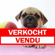 Mops 020425 F(BE3932) 040625 verkocht - vendu.jpg