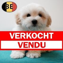Havanezer M 060525 (BE4310) 090725 verkocht - vendu.jpg