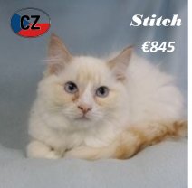 Ragdoll M 180225(CZ4194) 170625.jpg