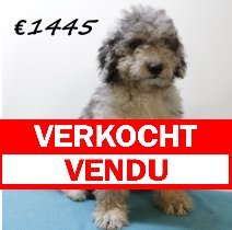 Aussiedoodle M 280225 (HU1226) 250625 verkocht - vendu.jpg