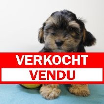 biewer yorkshire 170425 M (BE4861) 270625 verkocht - vendu.jpg