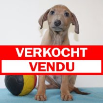 Italiaanse Windhond 260325 M(BE3957) 280525 verkocht - vendu.jpg