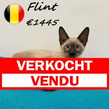 Cornish Rex 100325 M (BE6642) 030625 verkocht - vendu.jpg