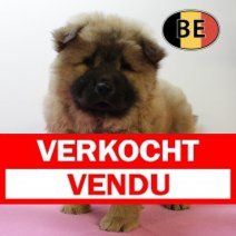 Chow Chow F 050525 (BE4571) 040725 Verkocht - Vendu.jpg