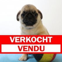 Mops 020425 M(BE4068) 040625 Verkocht - Vendu.jpg