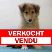 sheltie 240425 M (BE6989) 270625 Verkocht - Vendu.jpg