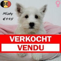 West Highland White Terrier Misty 290425 F(BE6695) 200725 Verkocht - Vendu.jpg
