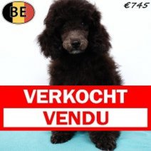 Dwergpoedel 120325 M(BE5234) 060725 Verkocht - Vendu.jpg