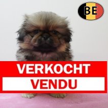 Pekingees 170525 F (BE2270)160725 Verkocht - Vendu.jpg