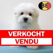 Maltezer M 240425 (BE5488) 040725 Verkocht - Vendu.jpg