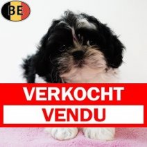 Shih Tzu 080525 F(BE7041) 250725 Verkocht - Vendu.jpg
