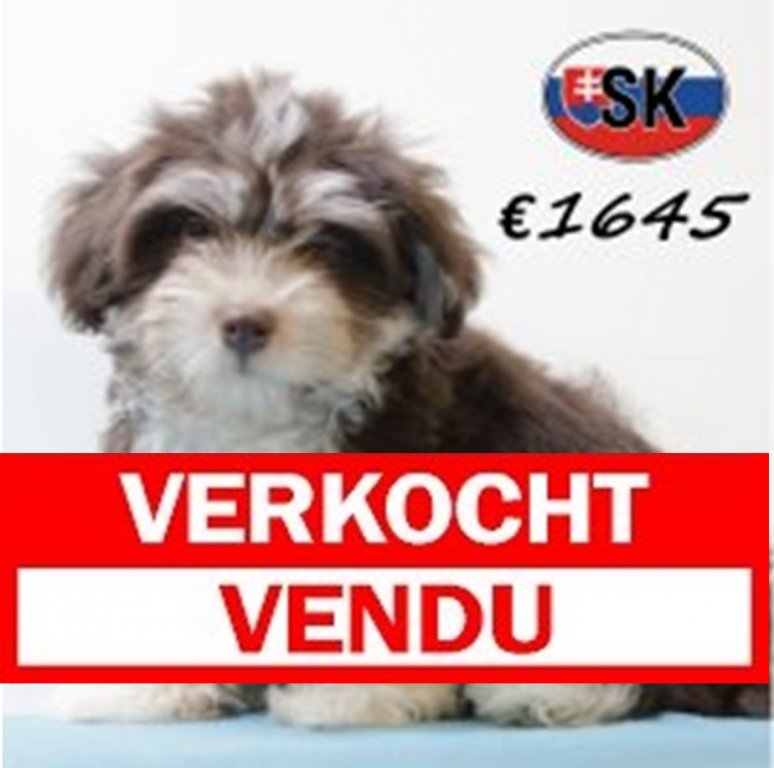 Havanezer 6026 verkocht