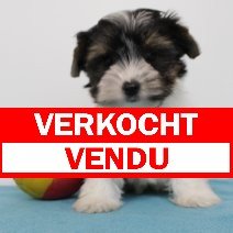 biewer yorkshire M 100425(BE6673) 130625 verkocht - vendu.jpg