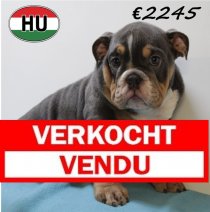 Engelse Bulldog 040425 M (HU3215) 300725 Verkocht - Vendu.jpg