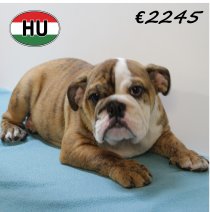 Engelse Bulldog 040425 M (HU3211) 300725.JPG