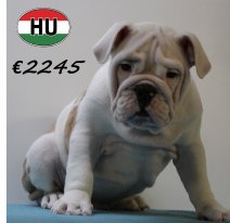 Engelse Bulldog 040425 M (HU3212) 300725.JPG
