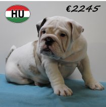 Engelse Bulldog 040425 M (HU3213) 300725.JPG
