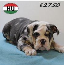 Engelse Bulldog 040425 M (HU3216) 300725.JPG