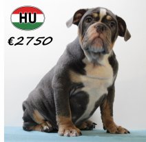 Engelse Bulldog 040425 M (HU3219) 300725.JPG