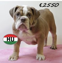 Engelse Bulldog 050425 F (HU3220) 300725.JPG