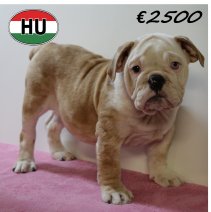 Engelse Bulldog 050425 F (HU3224) 300725.JPG