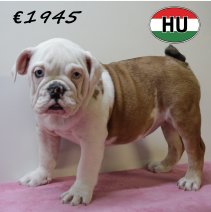 Engelse Bulldog 050425 F (HU3226) 300725.JPG