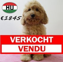 Cockapoo 070425 F (HU3251) 300725 Verkocht - Vendu.jpg
