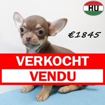 Chihuahua 100425 M (HU3294) 300725 verkocht - vendu.jpg