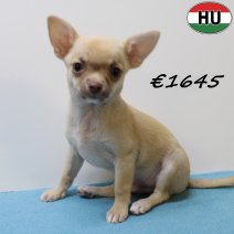 Chihuahua 040425 M (HU3292) 300725..jpg
