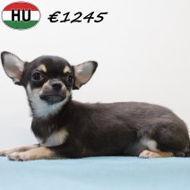 Chihuahua 040425 M (HU3290) 300725..jpg