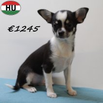 Chihuahua 040425 M (HU3288) 300725..jpg