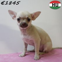 Chihuahua 040425 F (HU3291) 300725..jpg