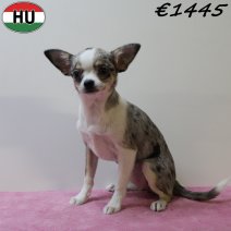Chihuahua 040425 F (HU3289) 300725..jpg
