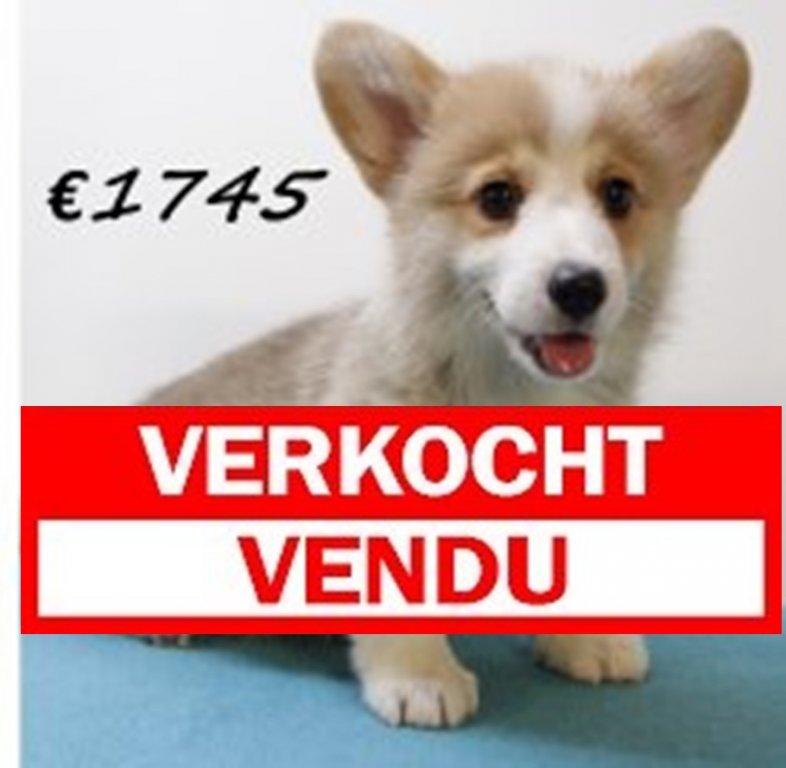 Welsh corgi 1306 verkocht