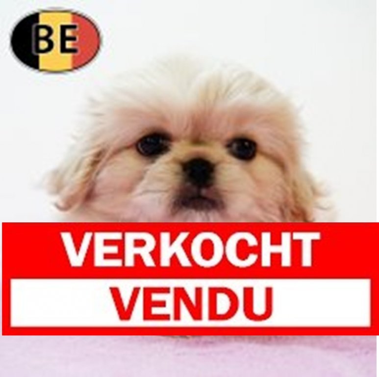 Pekingees 4800 verkocht