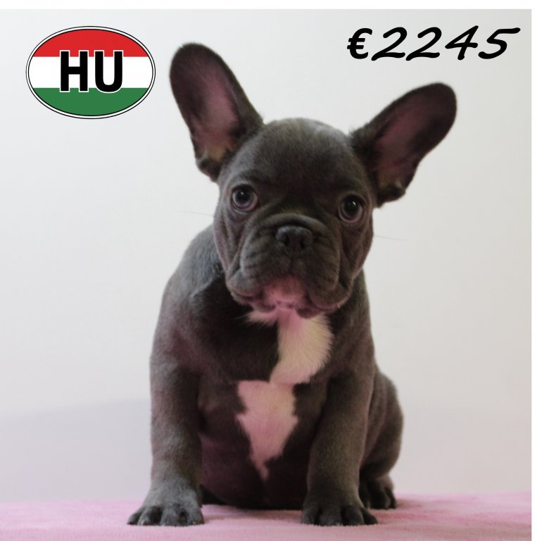 Franse Bulldog 140425 F (HU3277) 300725.JPG