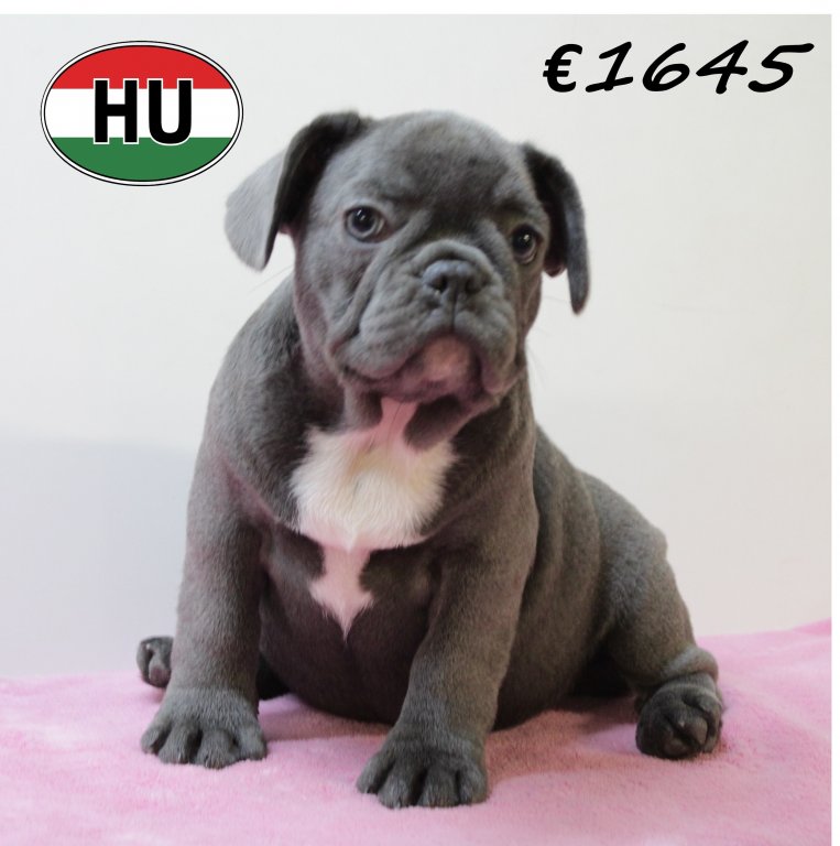 Franse Bulldog 140425 F (HU3284) 300725.JPG