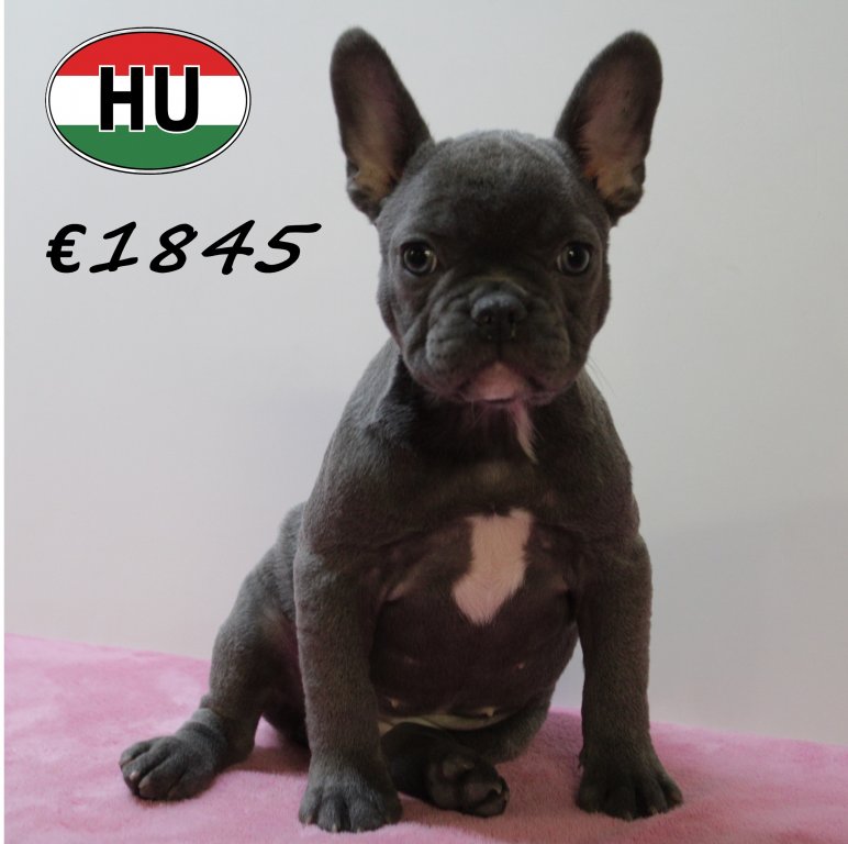 Franse Bulldog 140425 F (HU3285) 300725.JPG