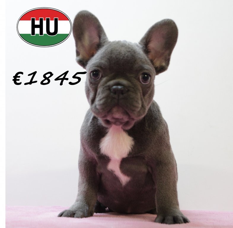 Franse Bulldog 140425 F (HU3286) 300725.JPG