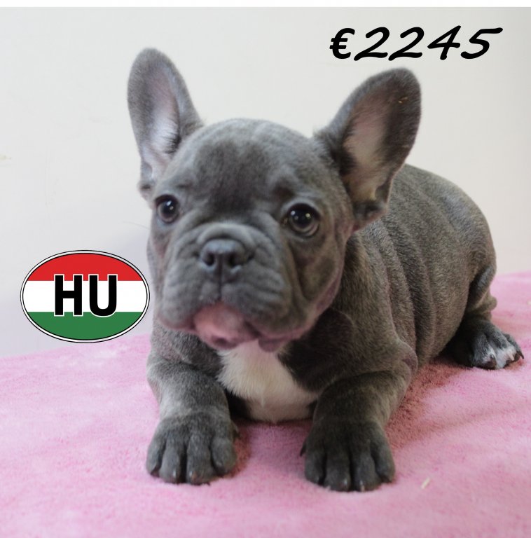 Franse Bulldog 140425 F (HU3287) 300725.JPG