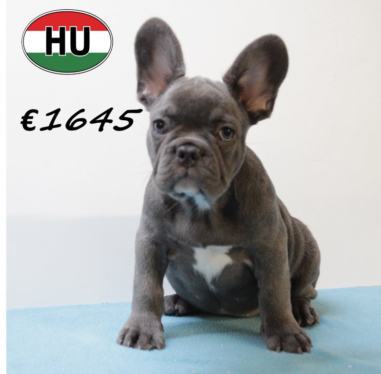 Franse Bulldog 140425 M (HU3276) 300725.JPG