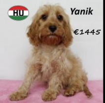 Cavapoo 010225 F(HU1178) 070625.png