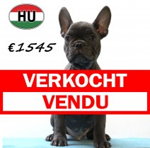 Franse Bulldog 140425 M (HU3283) 300725 verkocht - vendu.jpg