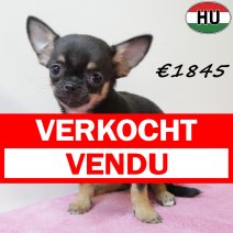 Chihuahua 100425 F (HU3296) 300725 verkocht - vendu.jpg