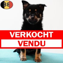 Schipperke 190525 M(BE6552) 250725 verkocht - vendu.jpg