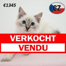 Ragdoll 160325 F (CZ2436) 230725 verkocht - vendu.jpg