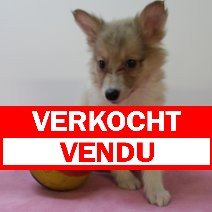sheltie 240425 F (BE6890) 270625 verkocht - vendu.jpg