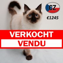 Ragdoll 080325 M (CZ4186) 230725 verkocht - vendu.jpg