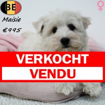 West Highland White Terrier Maisie 290425 F(BE3055) 200725 verkocht - vendu.jpg