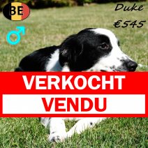 Australische Herder Duke 150125 M(BE9953) 110725 verkocht - vendu.jpg